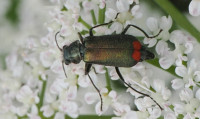 Malachius bipustulatus